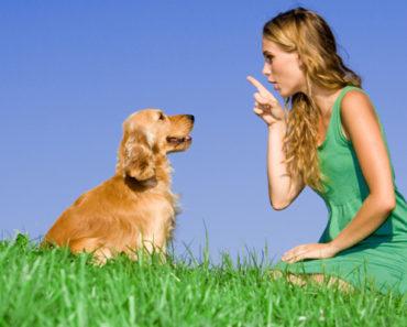 Best Techniques for Teaching Your Dog to Sit and Stay