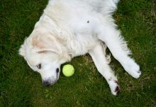 Why Some Experts Say You Should Never Yell at Your Dog