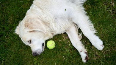 Why Some Experts Say You Should Never Yell at Your Dog