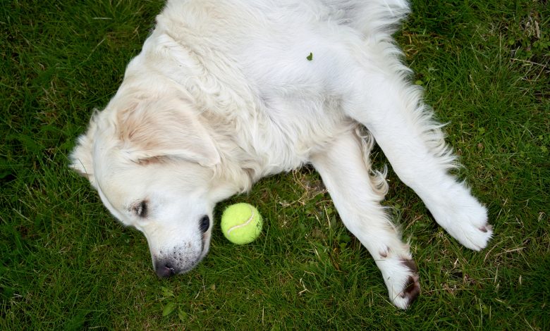 Why Some Experts Say You Should Never Yell at Your Dog