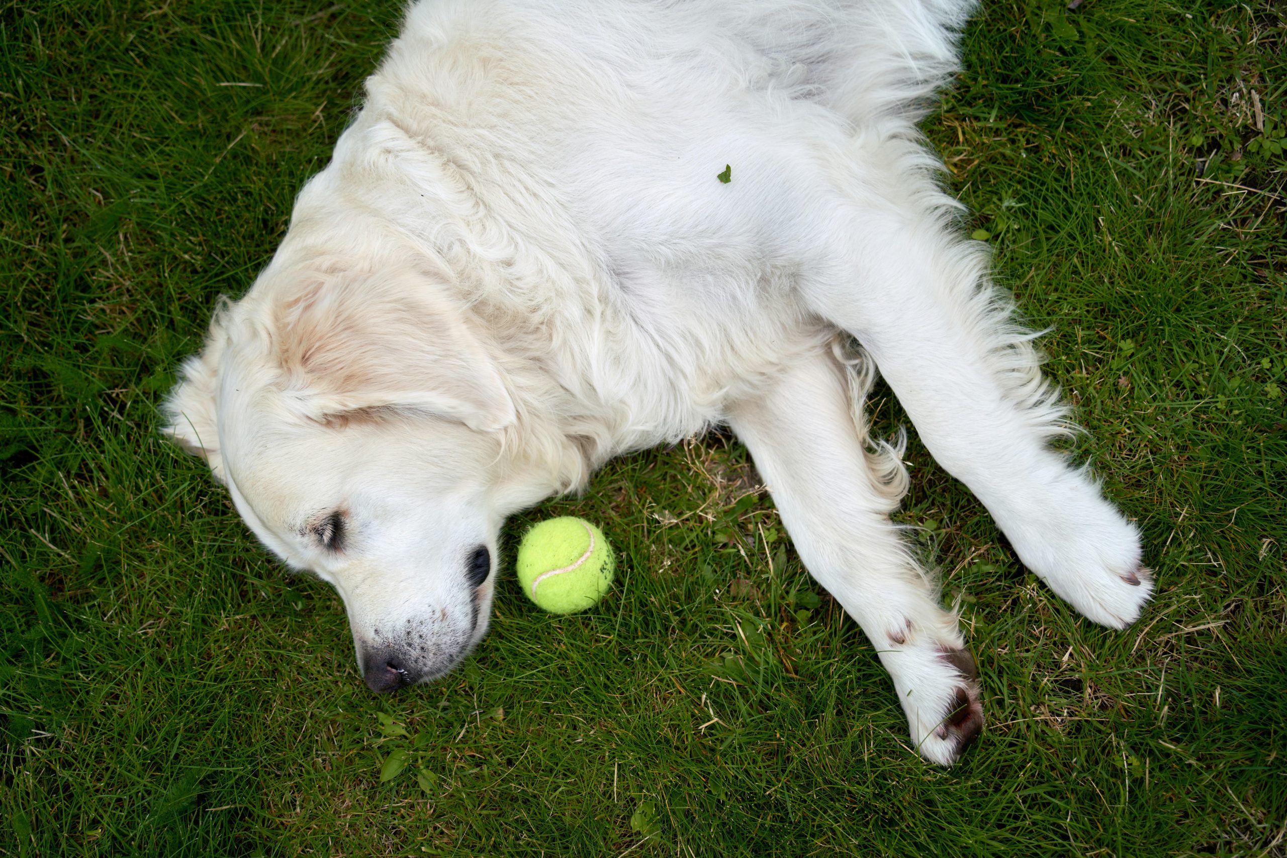 Why Some Experts Say You Should Never Yell at Your Dog