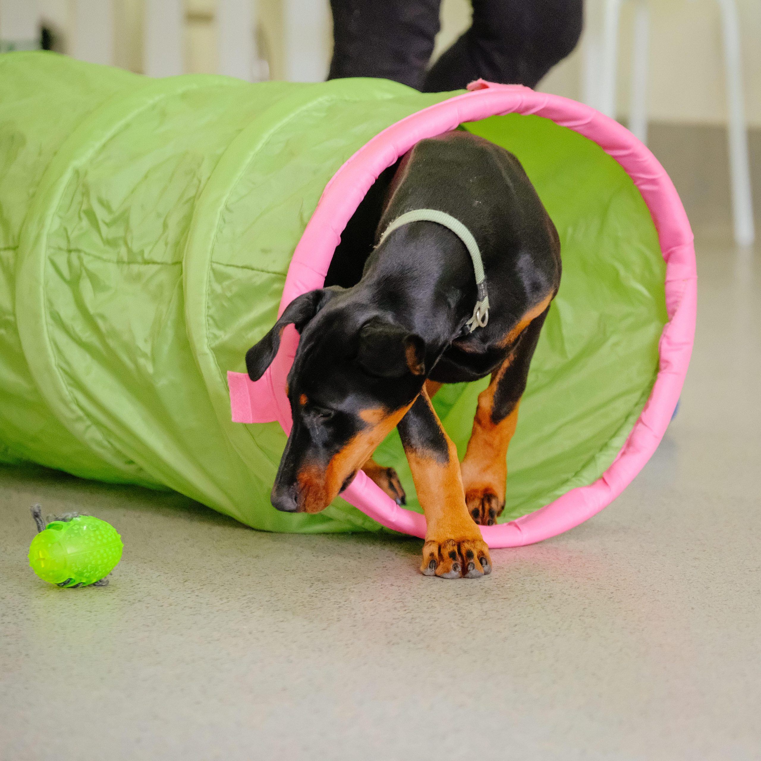 Teaching Your Pet to Sit and Stay Like a Pro