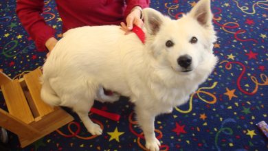 How to use positive reinforcement for socializing a puppy