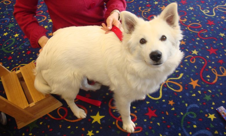 How to use positive reinforcement for socializing a puppy