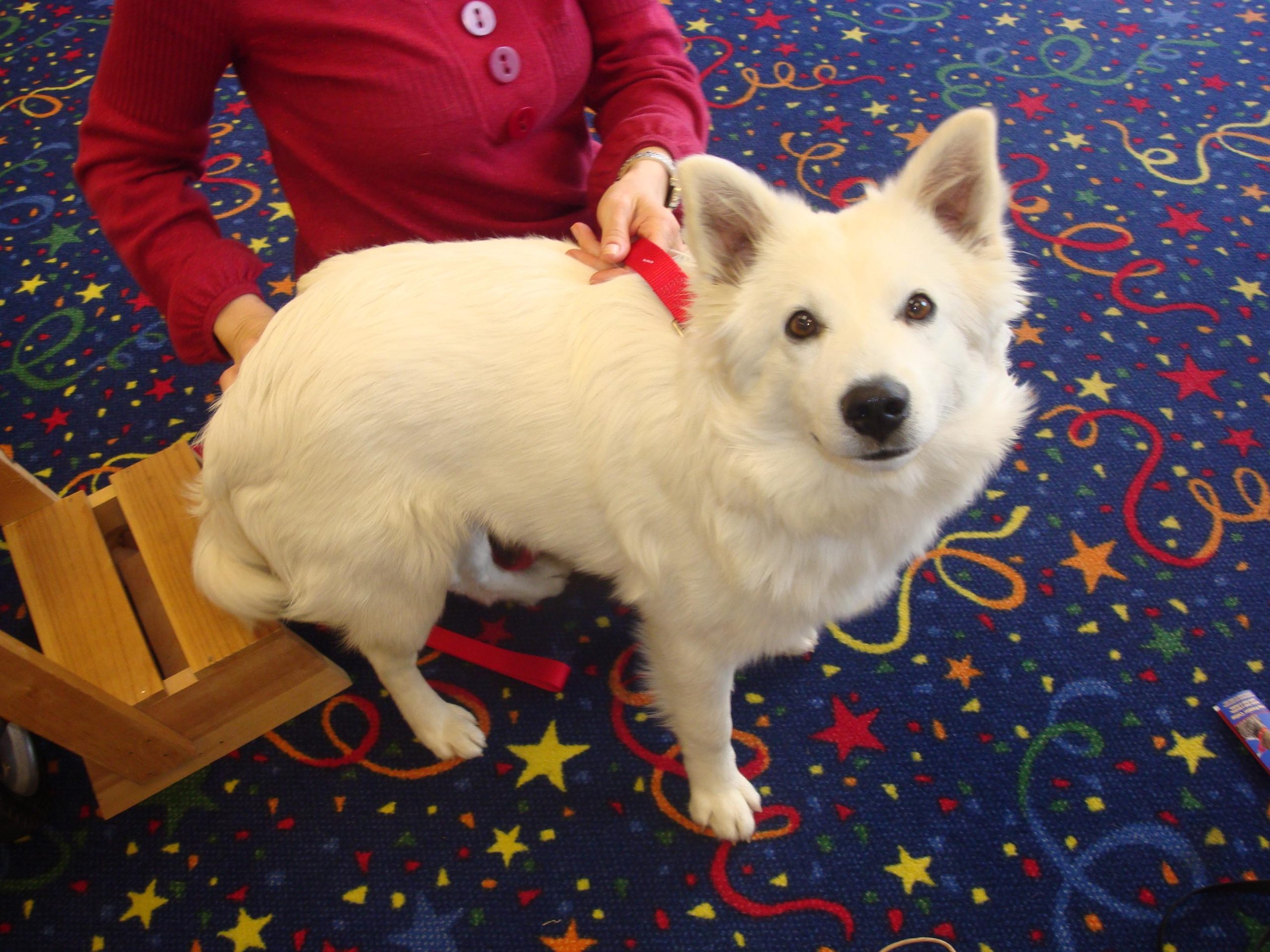 How to use positive reinforcement for socializing a puppy