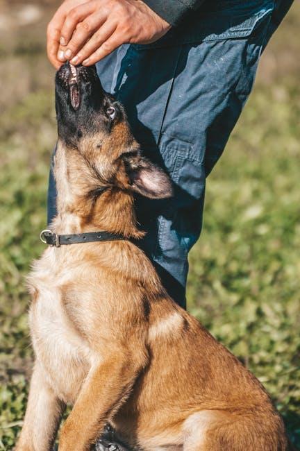 The best time to start training a new puppy