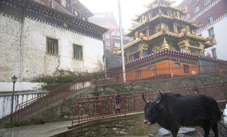 Correcting resource guarding in multiple-pet households