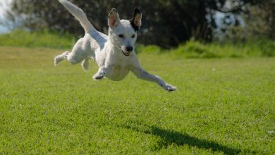 Easy Steps to Stop Your Dog From Digging in the Yard