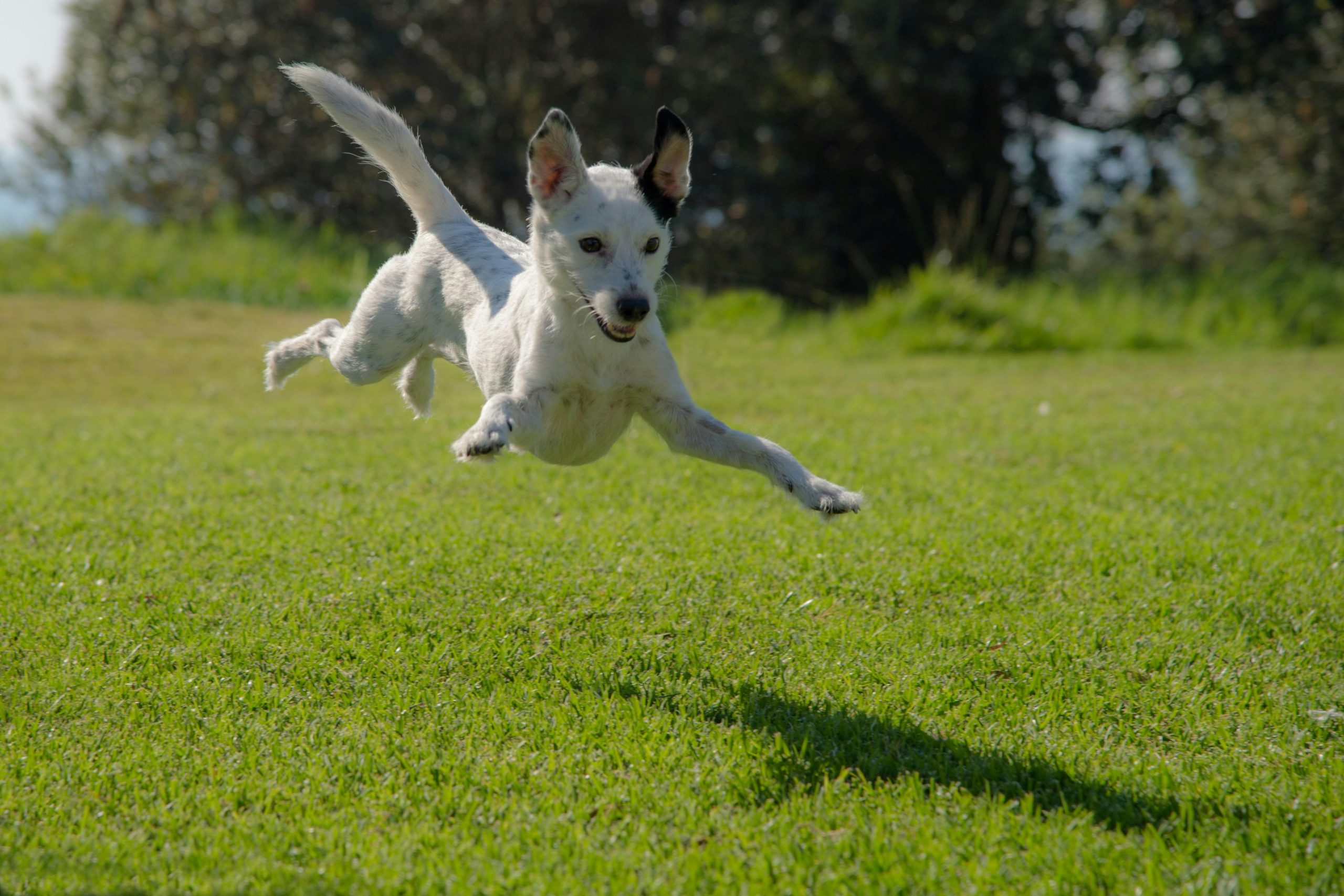 Easy Steps to Stop Your Dog From Digging in the Yard