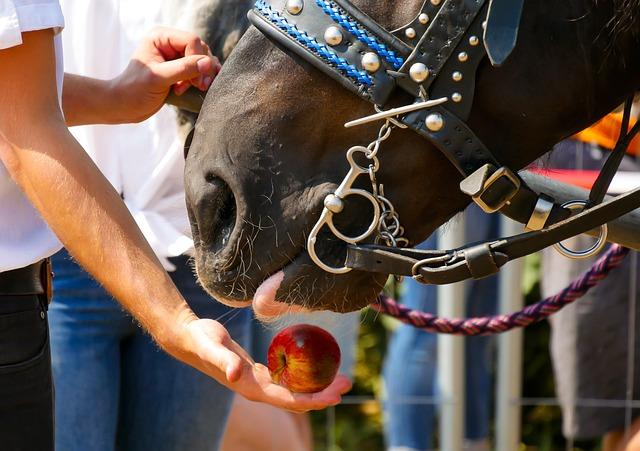 Best Ways to Use Food Rewards in Dog Training