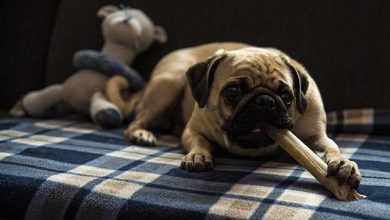 The Best Way to Reward Dogs After a Successful Training Session