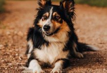 How to Introduce Your Dog to New People Without Stress