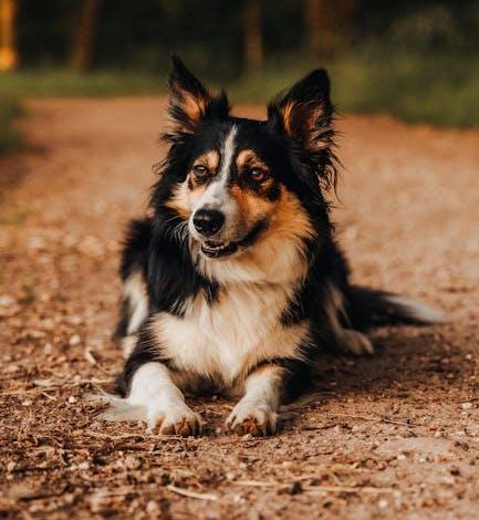 How to Introduce Your Dog to New People Without Stress