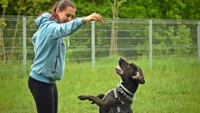 The Best Method to Teach Your Dog to Sit Calmly