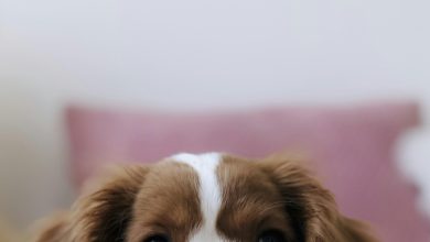 The Best Techniques for Rewarding Positive Behavior in Puppies