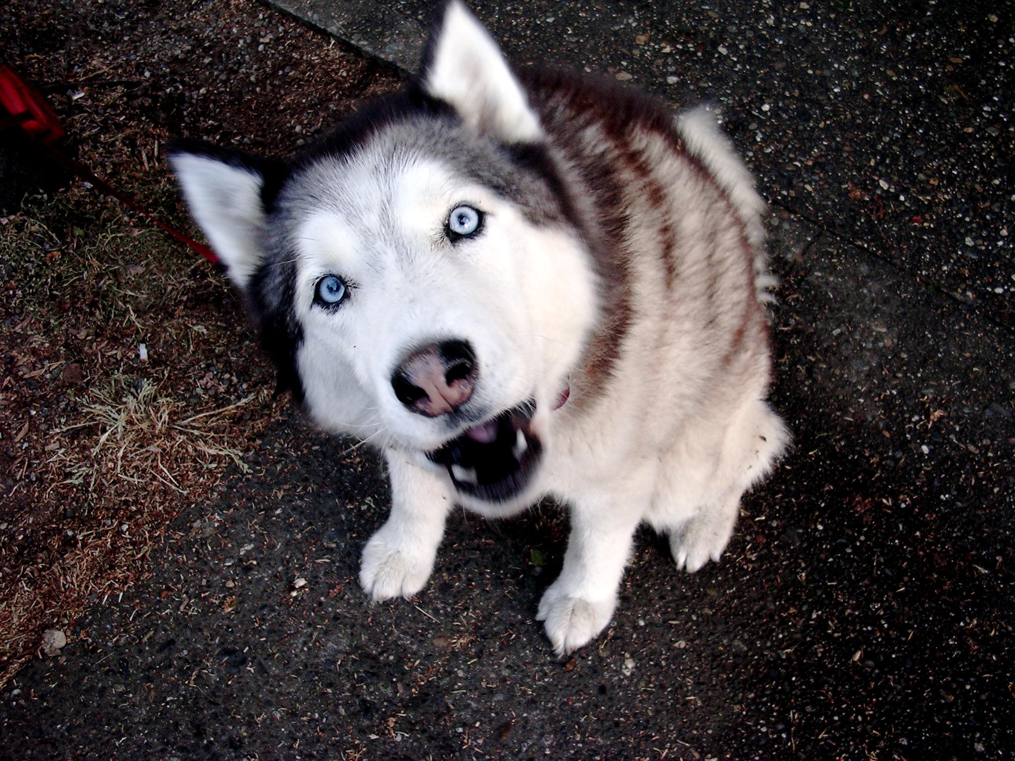 Should You Correct a Dog for Barking at Strangers