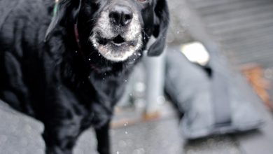 Tips to Stop Your Dog From Barking at Other Dogs