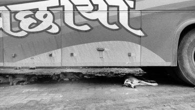 Should Dogs With Behavioral Issues Be Socialized With Children