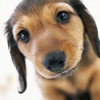 The Best Way to Teach Your Puppy to Come Every Time