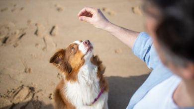 Effective Ways to Teach a Dog to Respond to Hand Signals