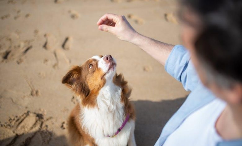 Effective Ways to Teach a Dog to Respond to Hand Signals