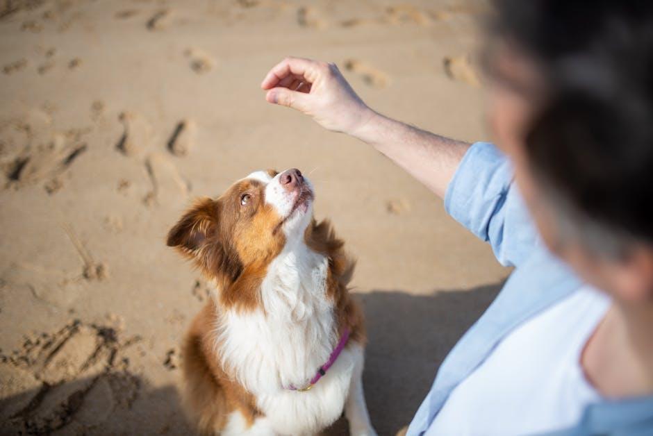 Effective Ways to Teach a Dog to Respond to Hand Signals