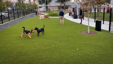 Are Dog Parks Unsafe for Advanced Off-Leash Training