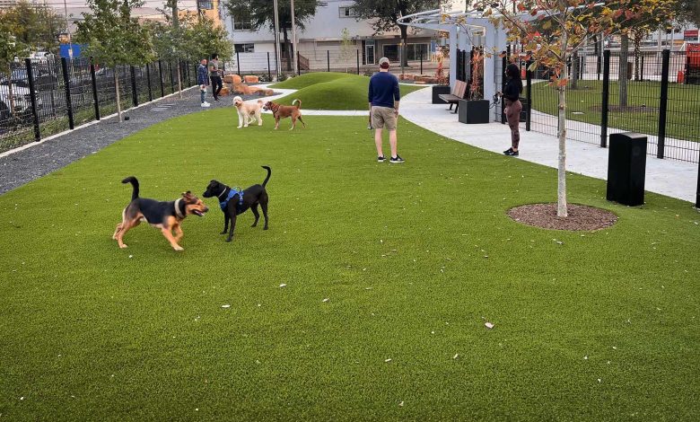 Are Dog Parks Unsafe for Advanced Off-Leash Training