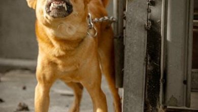 Is It Ethical to Introduce Aggressive Dogs to New Pets