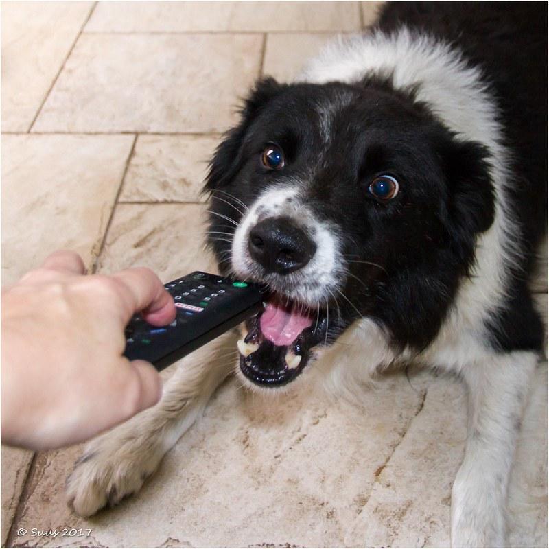 Understanding Your Dogs Behavior and Patience Levels