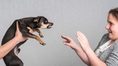 Advanced behavior correction for dogs with fear-based aggression