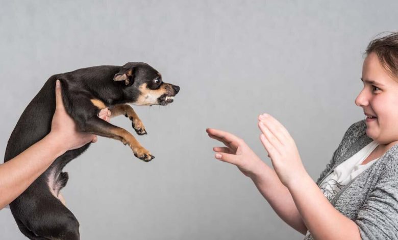 Advanced behavior correction for dogs with fear-based aggression