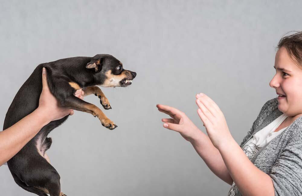 Advanced behavior correction for dogs with fear-based aggression