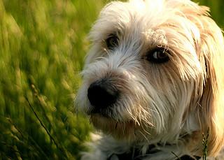 Why Some Dogs Develop Separation Anxiety and Others Do Not