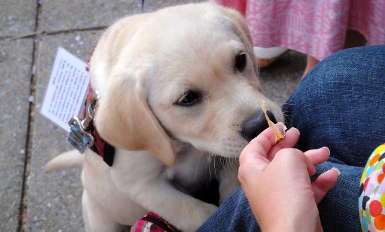 The Power of Positive Reinforcement in Puppy Training