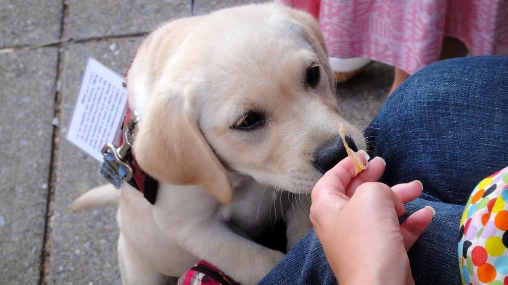 The Power of Positive Reinforcement in Puppy Training