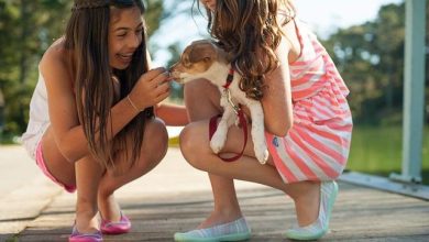 Is It Safe to Let Puppies Play With Larger Dogs