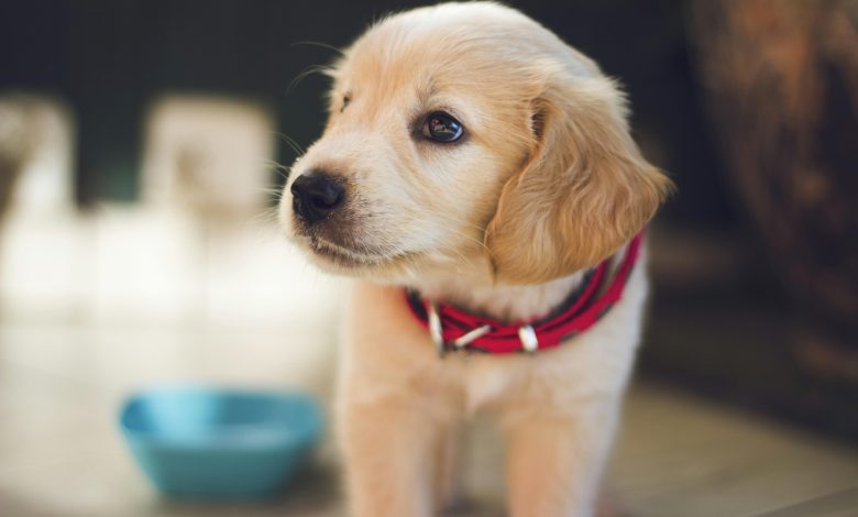 How to Socialize Your Puppy to Prevent Future Behavior Issues