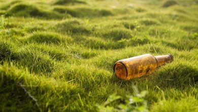 The Role of Environmental Enrichment in Shaping Pet Behavior