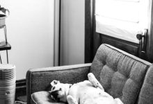 Best ways to stop a dog from chasing other animals