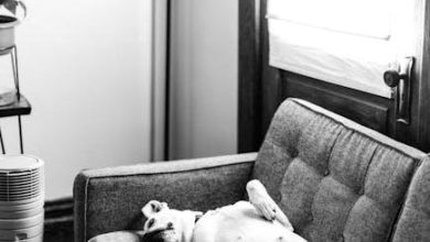 Best ways to stop a dog from chasing other animals