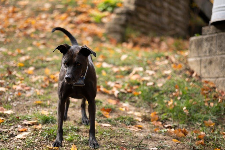 Implementing Training Techniques to Desensitize Your Dog