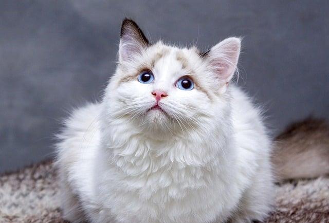 How Pets Use Their Senses to Navigate New Experiences
