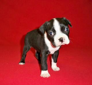 Creating a Positive Environment for ​Housebreaking Success