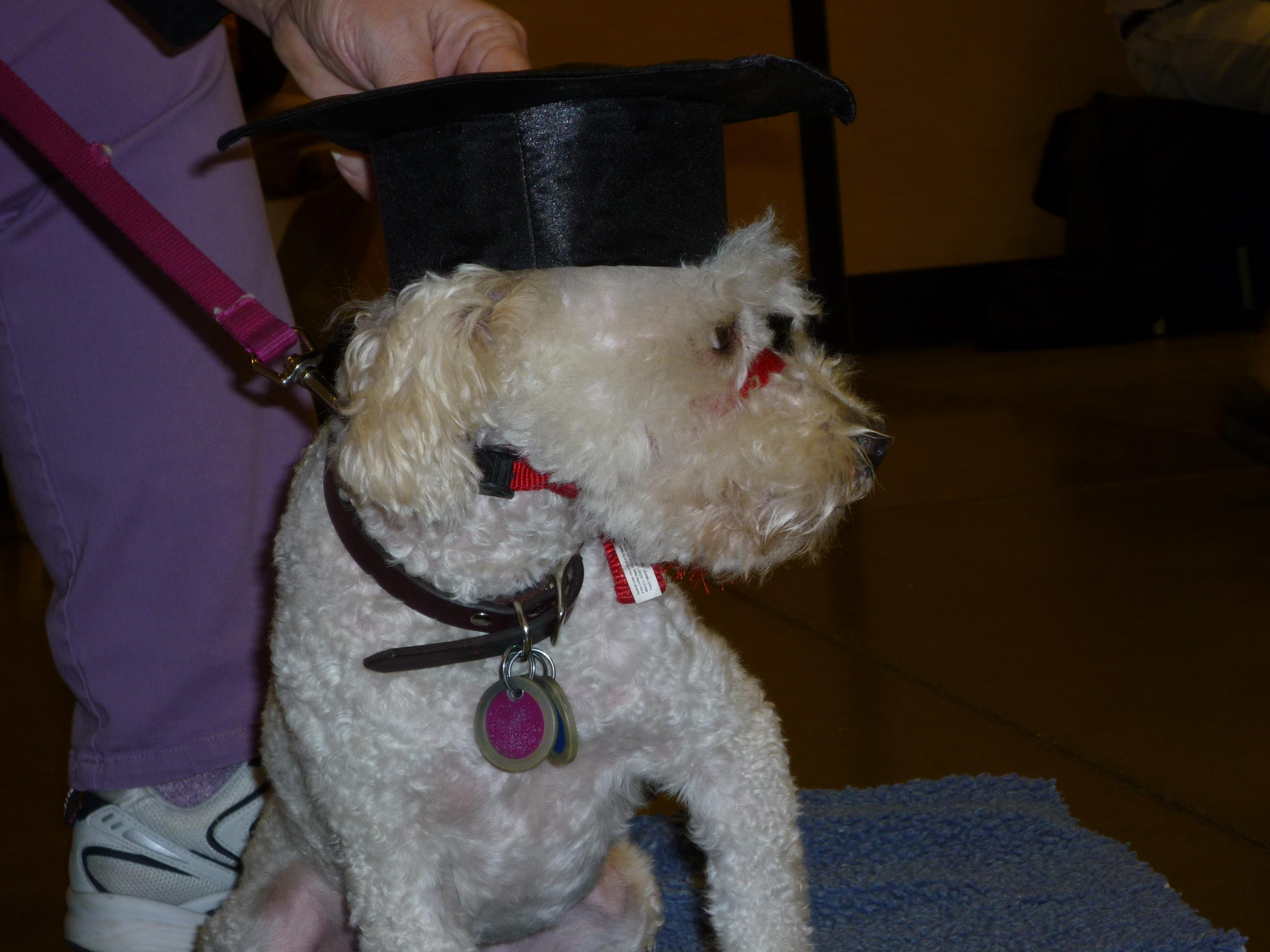 Understanding Canine Psychology for Effective Training