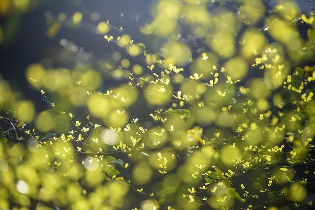 Creating a Comforting Environment for Your Furry Friend