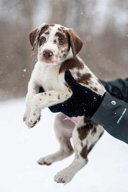 Mastering the Basics: Essential Commands for ​Puppy Training