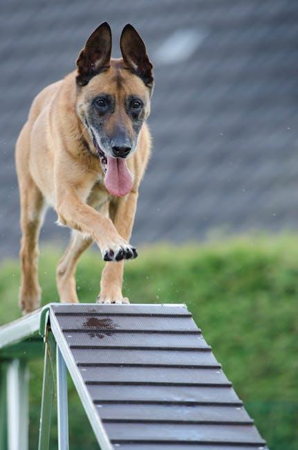 Implementing Effective Training Techniques to Reduce Barking