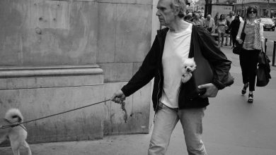 Socialization Tips for Older Dogs to Adapt to New Environments