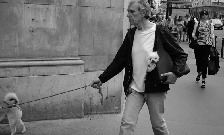 Socialization Tips for Older Dogs to Adapt to New Environments